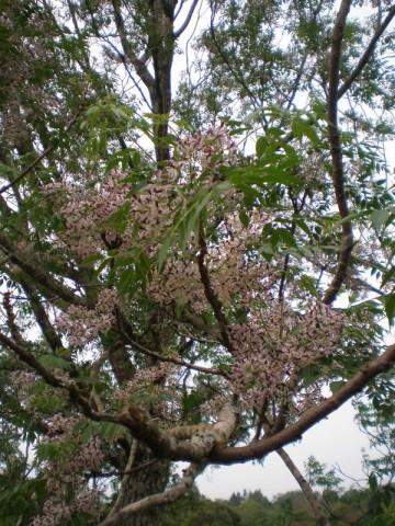 paraiso en flor.JPG